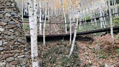 단풍명소_화담숲_자작나무숲