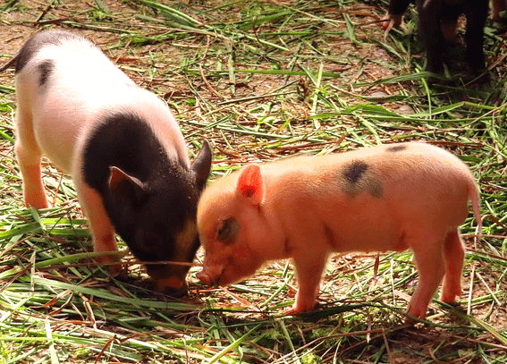 땅에서 아기 돼지 두 마리가 머리를 맞대고 서있다. 검정색과 하얀색이 섞인 돼지와 살색 돼지다.