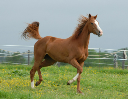 2025년 5월 말띠 운세