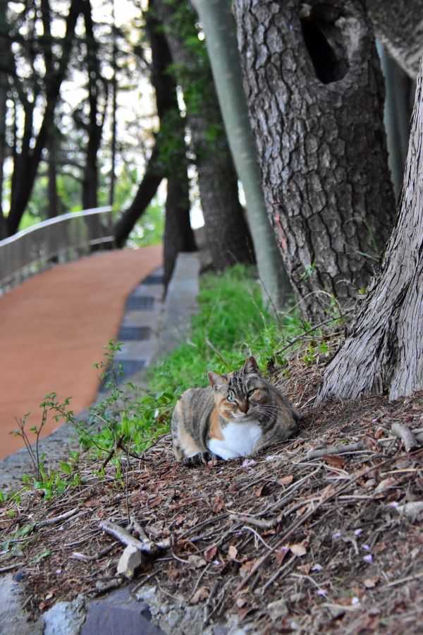 부산 민주공원 고양이