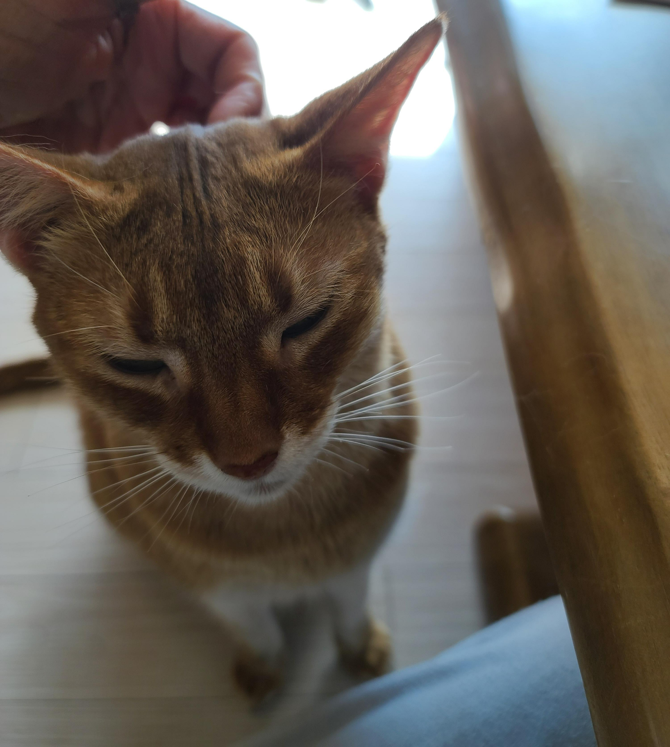 엄마의 쓰담쓰담이 만족스러운 루나