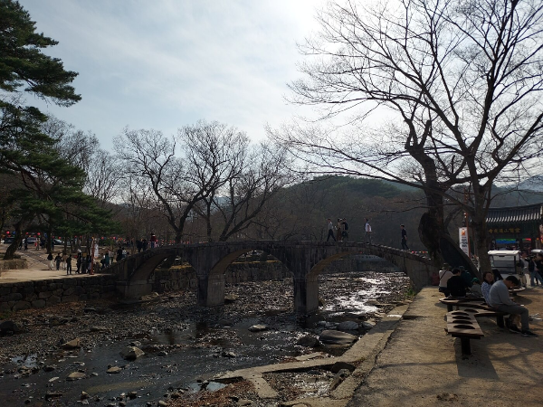 통도사 벚꽃 & 사찰 여행