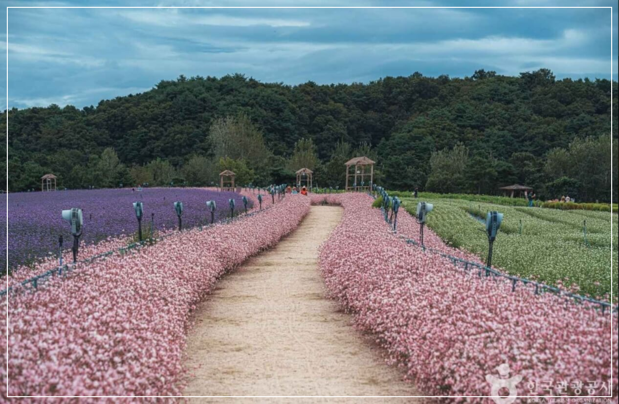 철원 가볼만한곳 베스트10 고석정 (꽃밭 포함)