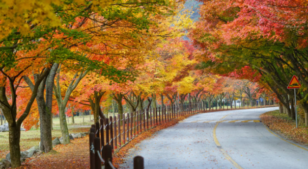 2025 내변산 단풍 절정 시기 대공개! 놓치면 후회하는 절경 + 인기 코스 BEST 3