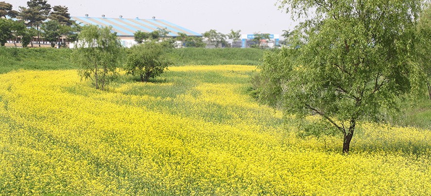 서울근교 갈만한곳 당일치기 여행 평택 - 평택항과 서해대교, 소풍정원, 배다리 생태공원, 평택호, 농업생태원, 오성강변, 진위천 유원지, 원평나루 갈대숲