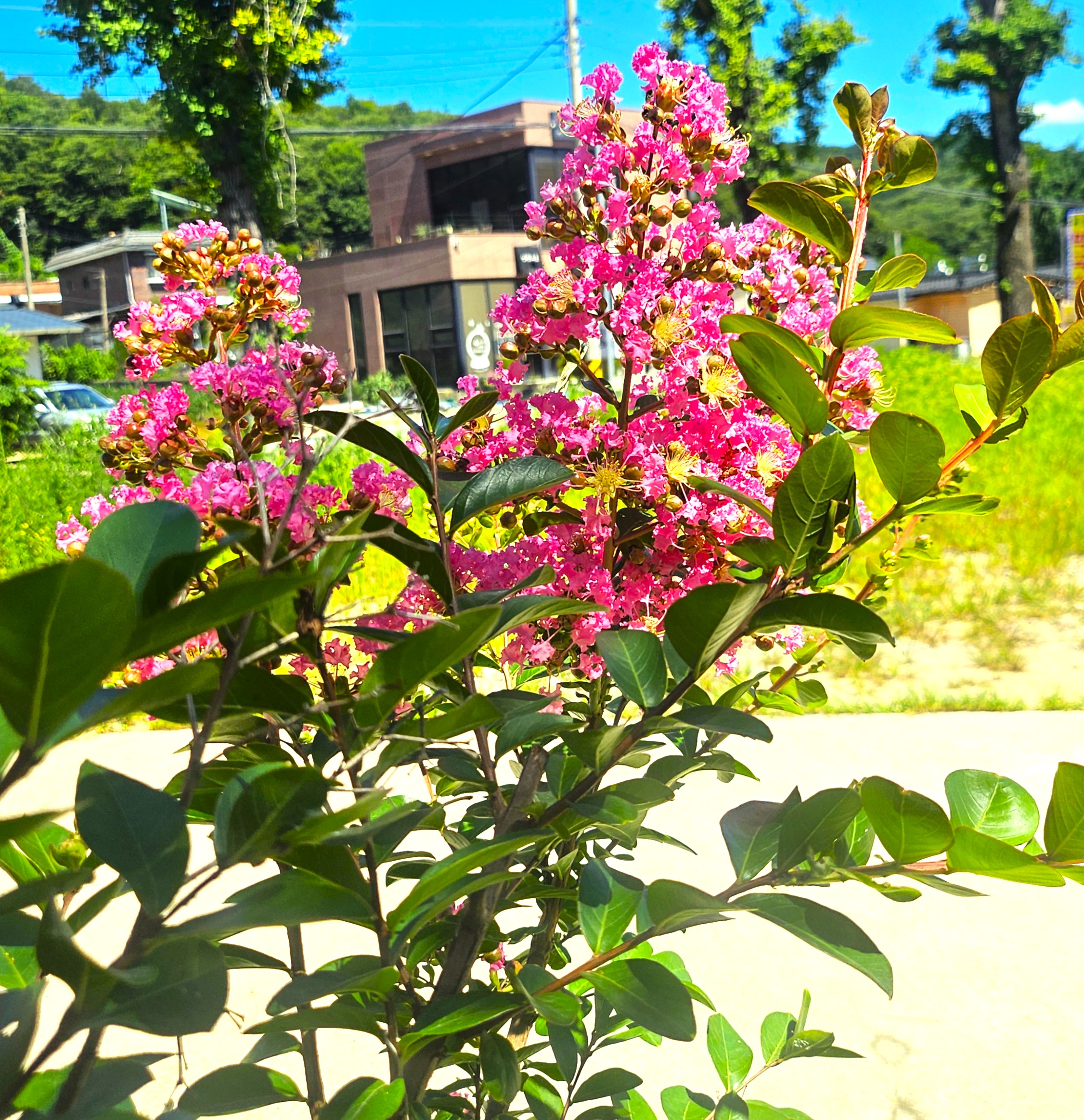 더운 날에도, 꽃은 쉼 없이 핍니다 — 베롱나무꽃 이야기