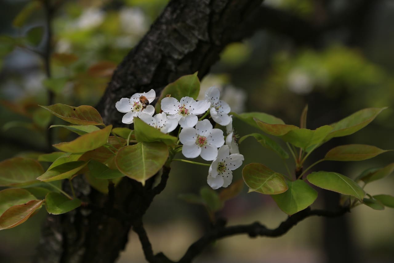 매실주 담그기 담그는법 비율 숙성기간