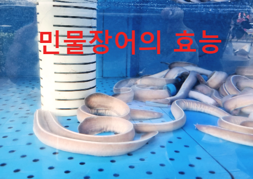 민물장어의 효능