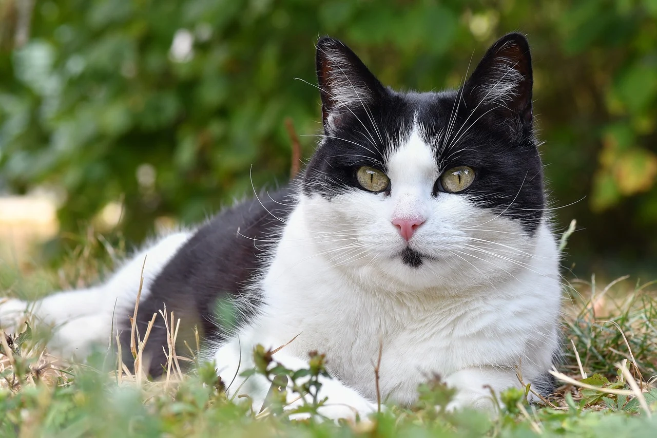 성남시 ‘반려동물 의료비 일부 지원사업’, 2026년 새롭게 열릴 반려복지 정책의 변화