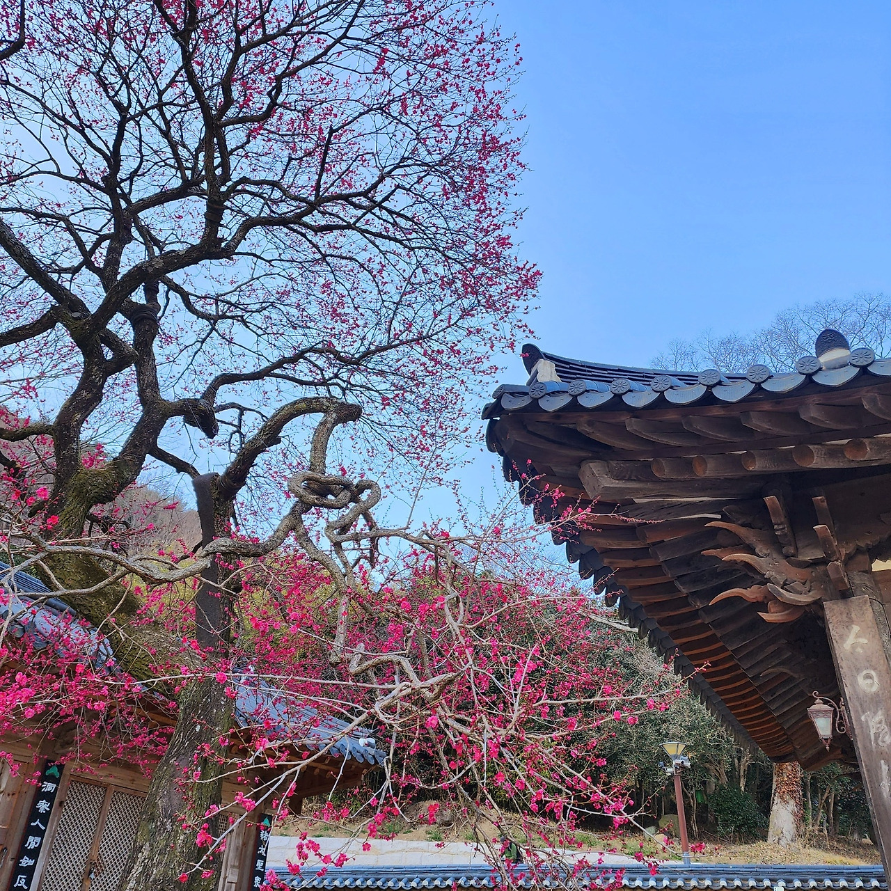 꽃으로 가는 봄 여행지...