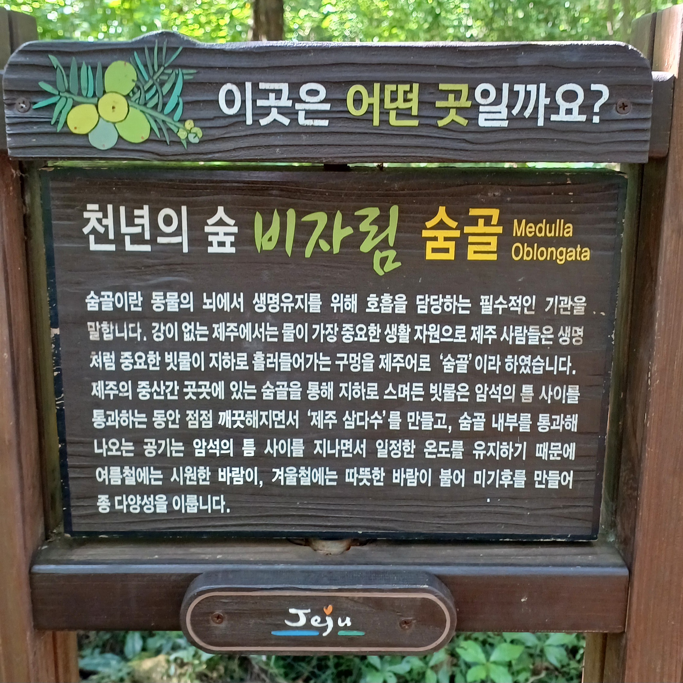 제주-비자림-20