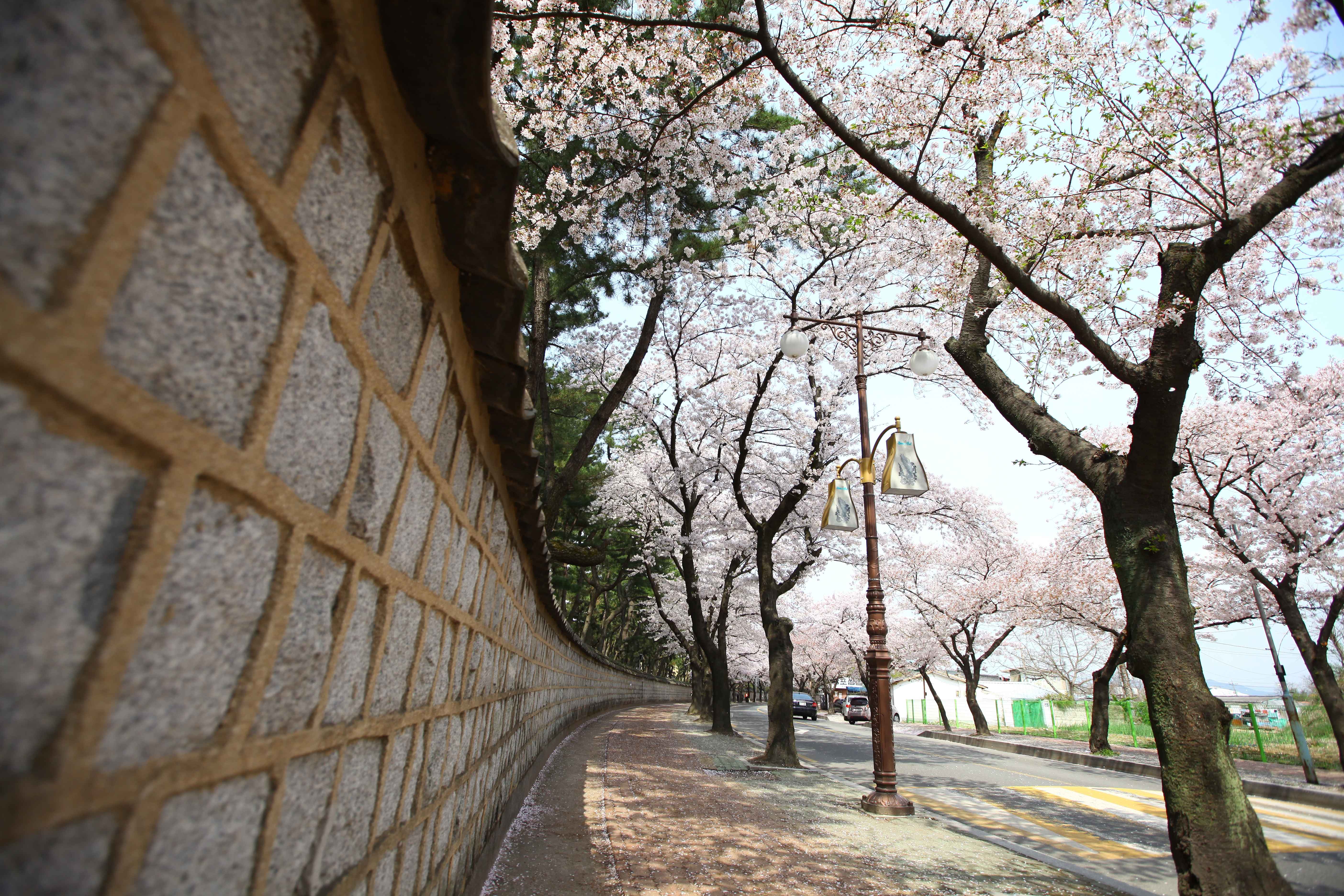경주 대릉원 전경 ⓒ한국관광공사 포토코리아-한국관광공사 이범수