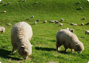 ๋๊ด๋ น ์๋ผ๋ชฉ์ฅ