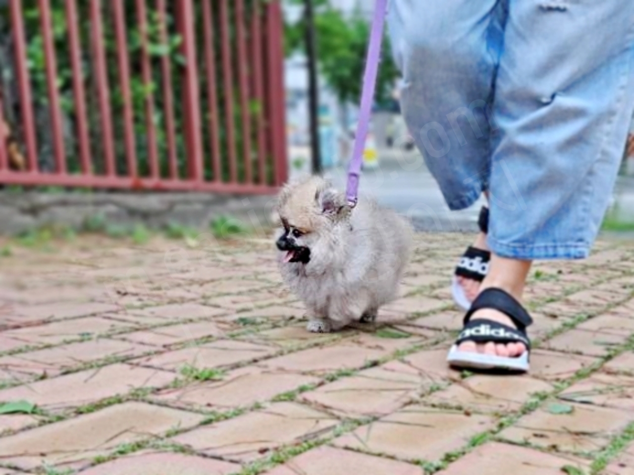 강아지 첫 산책 모습