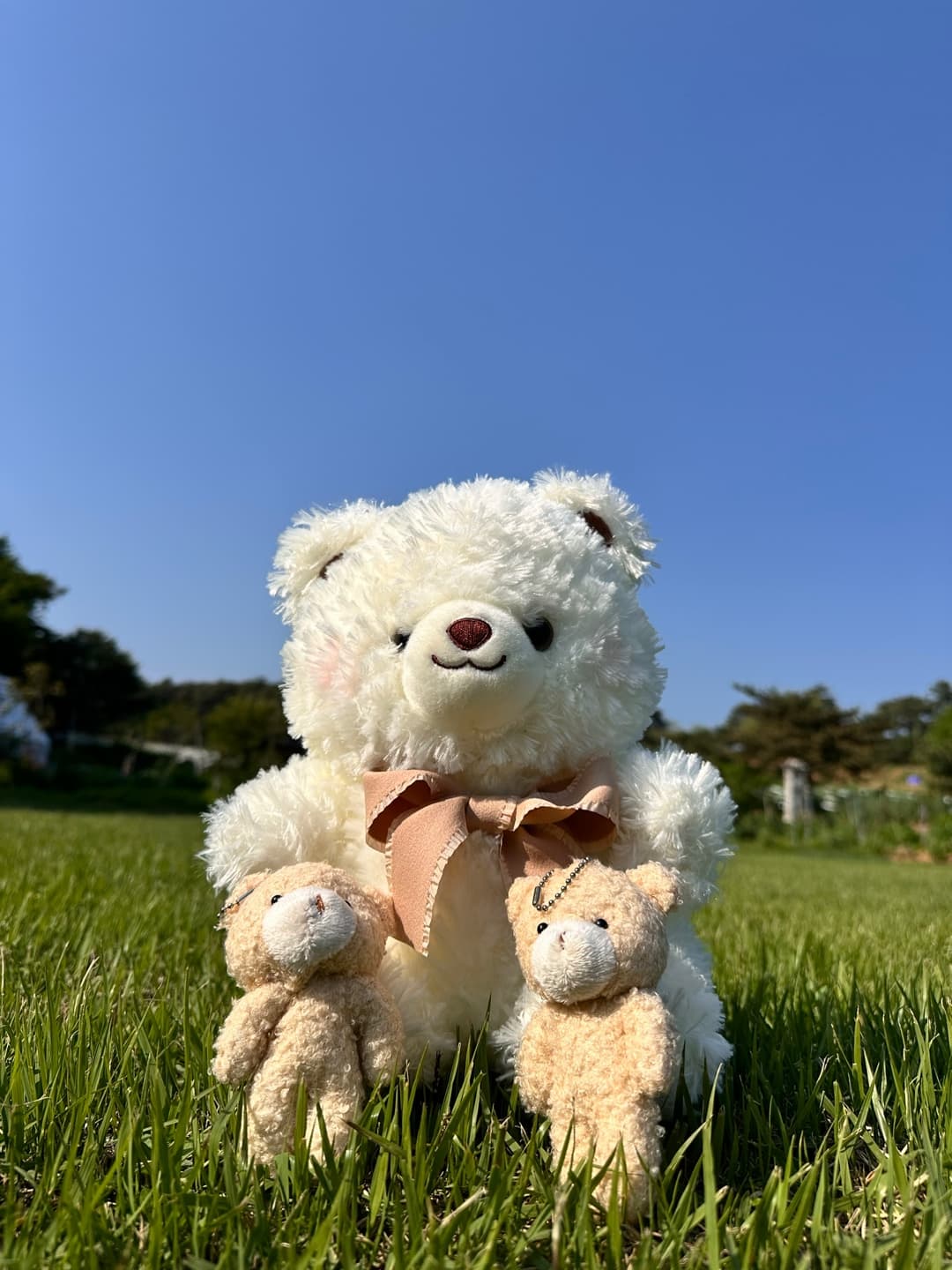 2025 고창 청농원 라벤더 축제: 보랏 빛 힐링의 계절이 돌아왔다!