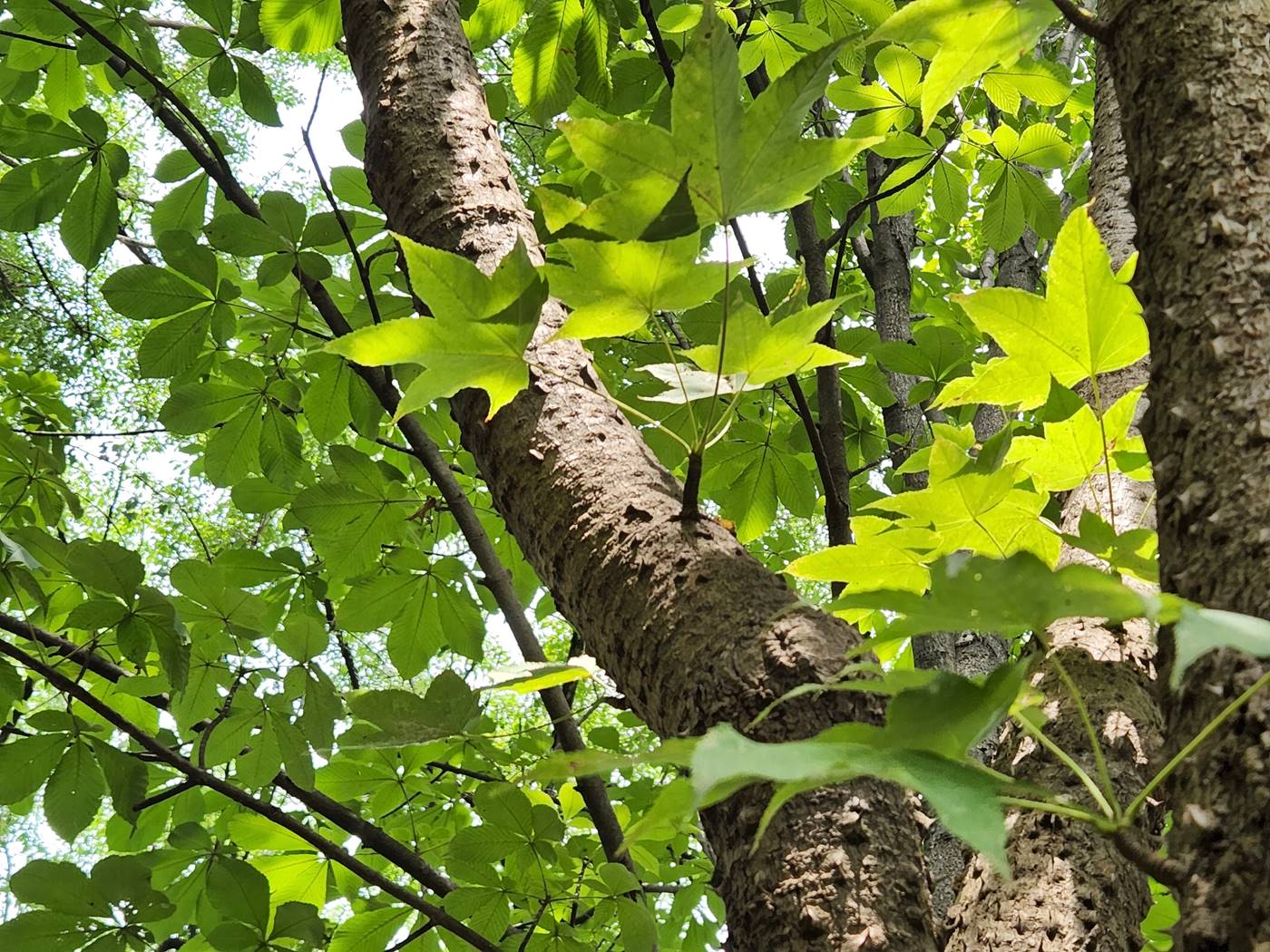 음나무(엉개나무)