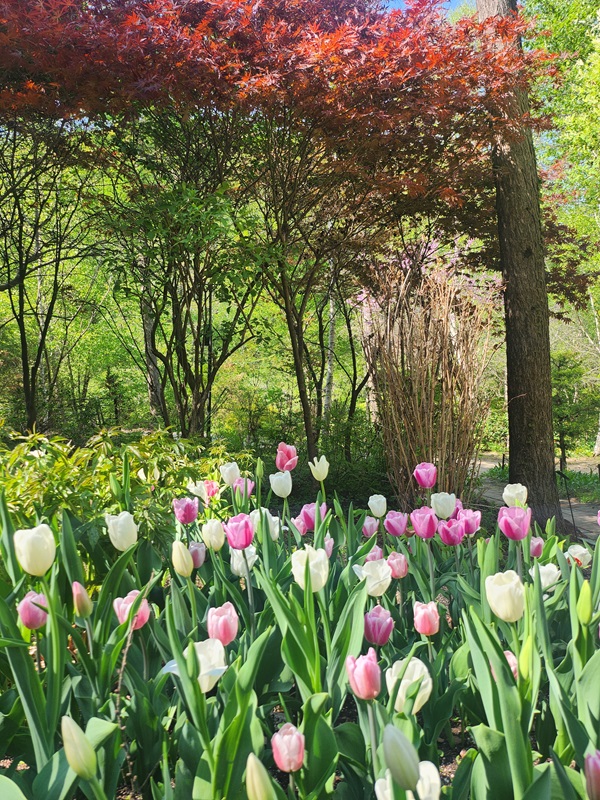 아침고요수목원 입장료&amp;#44; 방문기
