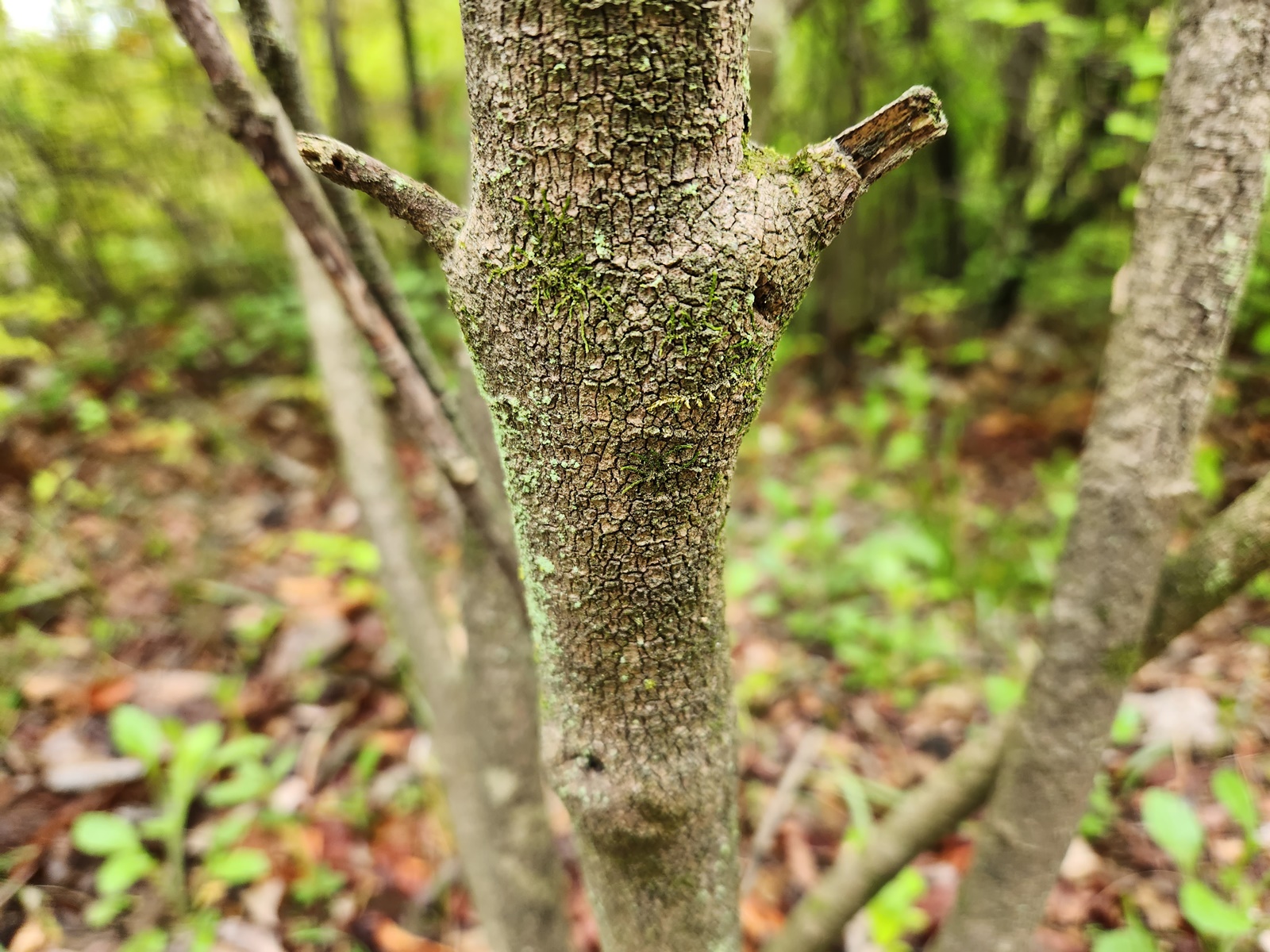 산분꽃나무