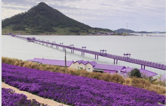 퍼플섬 라벤더축제