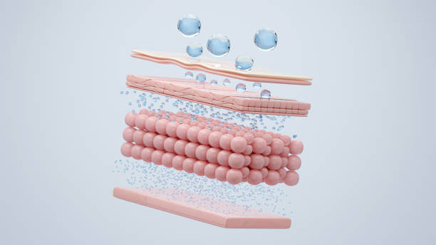 콜라겐 효능과 부작용