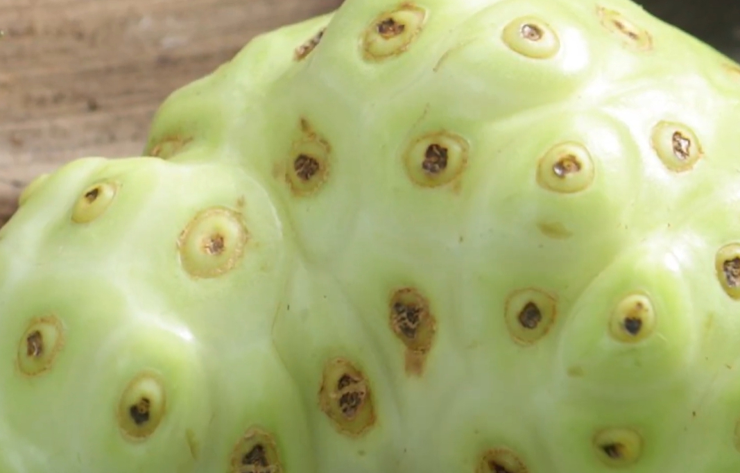 노니 효능 부작용