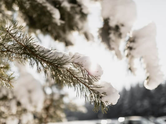 나뭇잎에 눈이 쌓인 모습
