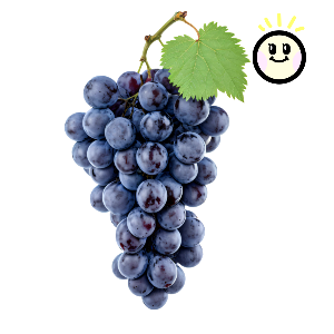 신장에 좋은 음식