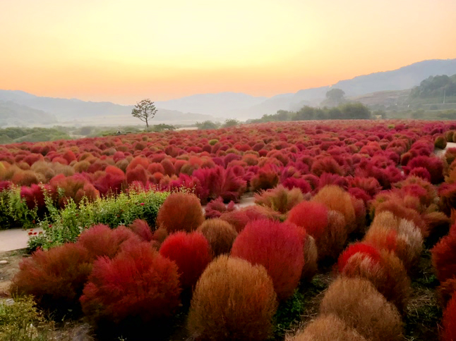 연천 임진강 댑싸리 공원