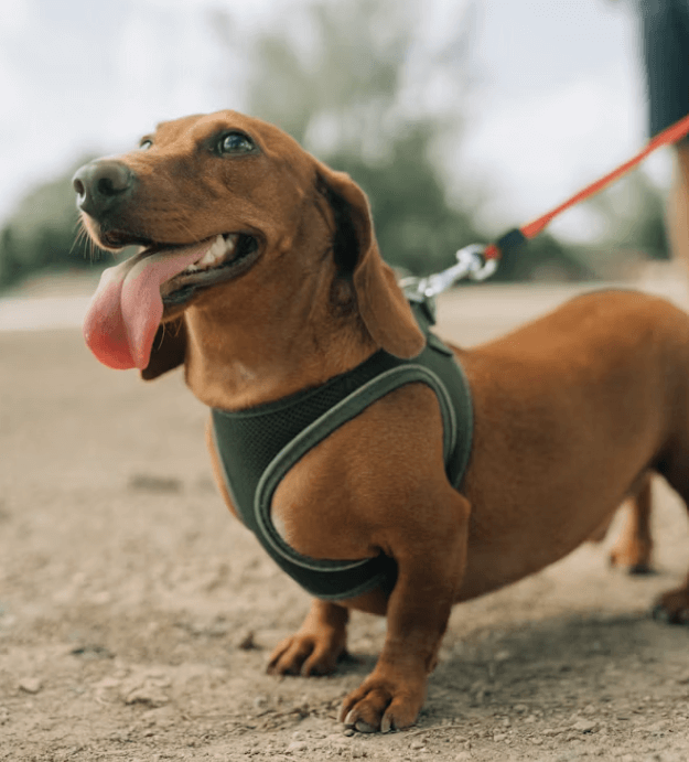 반려동물과 여행, 준비물부터 숙소까지 완벽 정리!