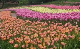 태안 튤립 축제(2025) 일정 맛집 추천관광지 관련 사진