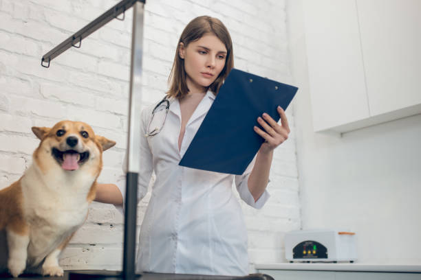 반려동물 실비보험 추천 상품