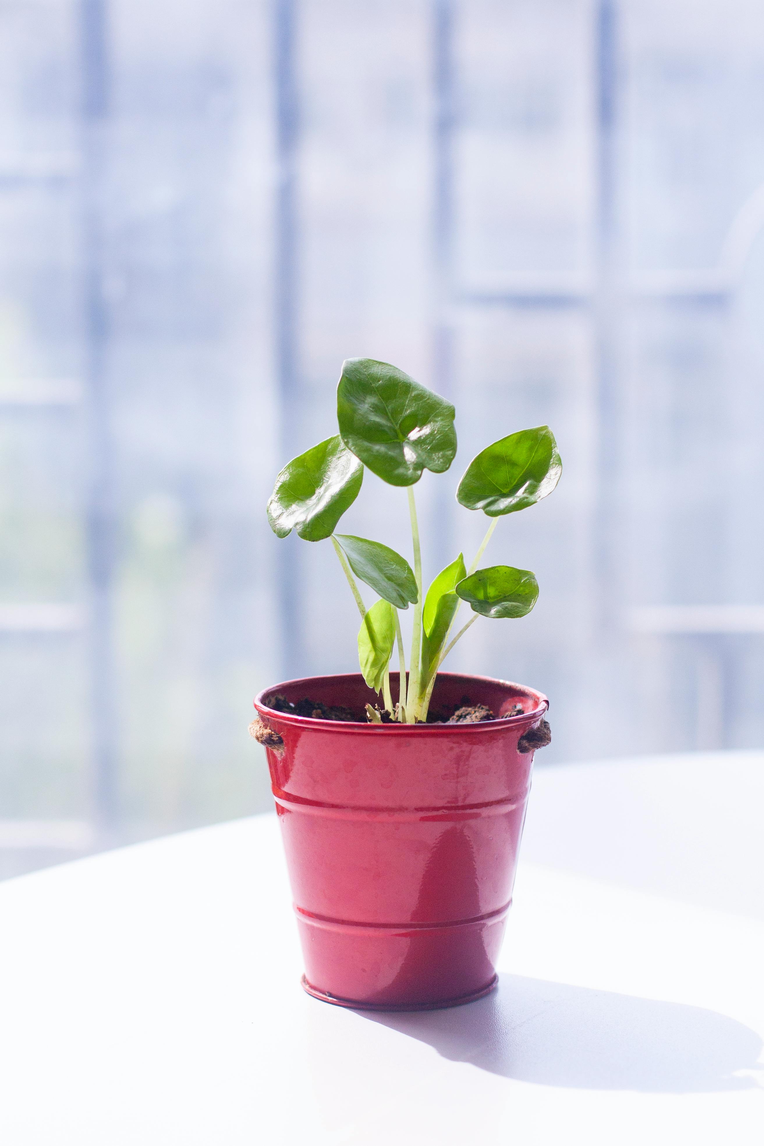 빨간 작은 화분 사진