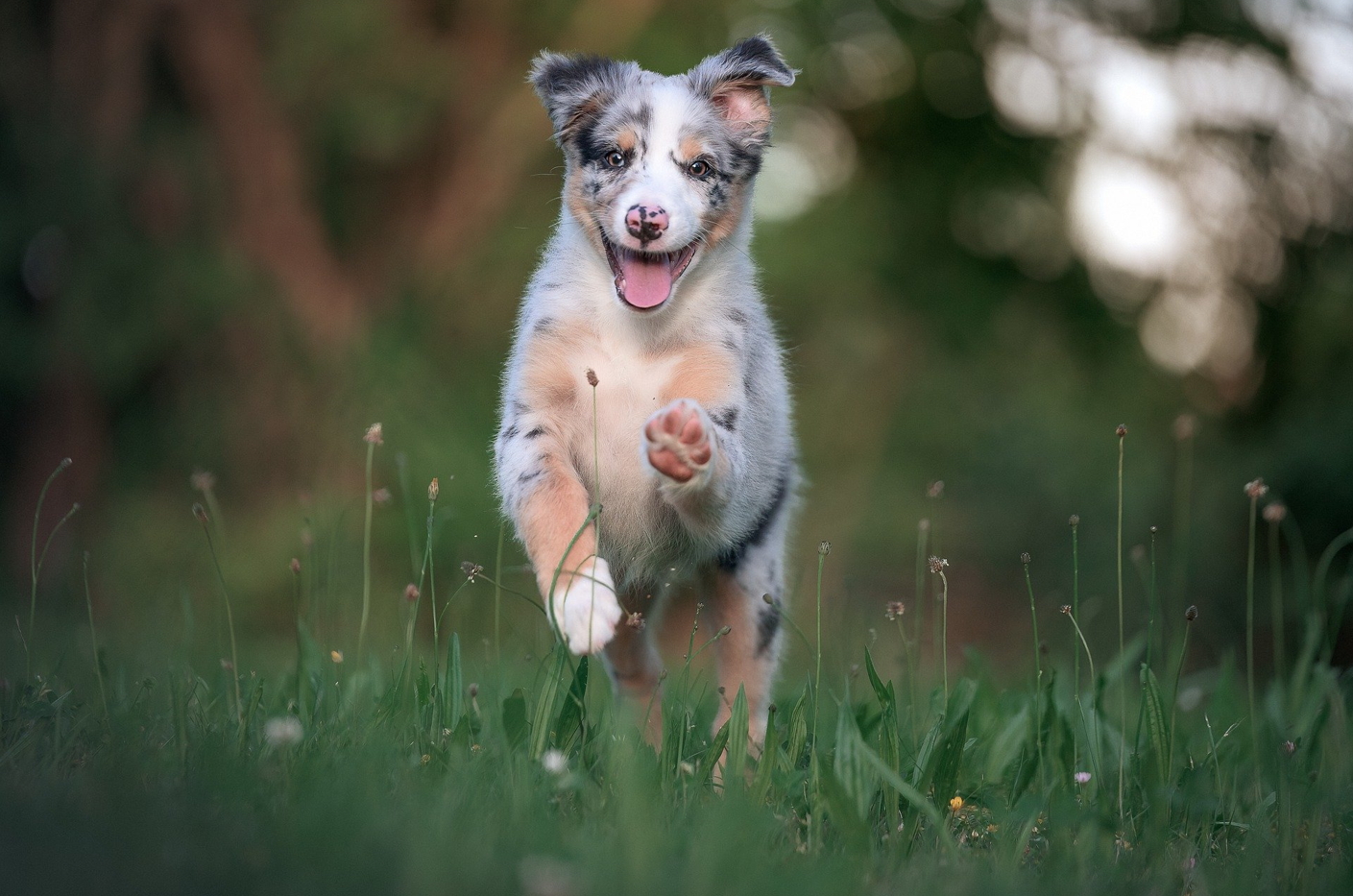 강아지 금지 음식 총정리! 반드시 피해야 할 음식 리스트