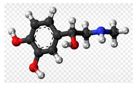 운동과 호르몬: 남성과 여성의 차이점