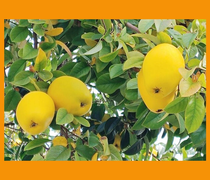 속이 미식거릴때 좋은음식 - 모과