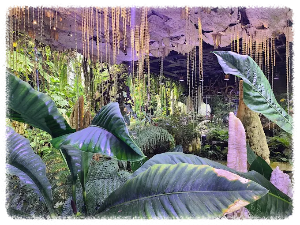 클라우드 포레스트