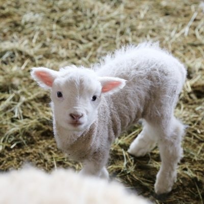 대관령 양떼목장 겨울 모습1