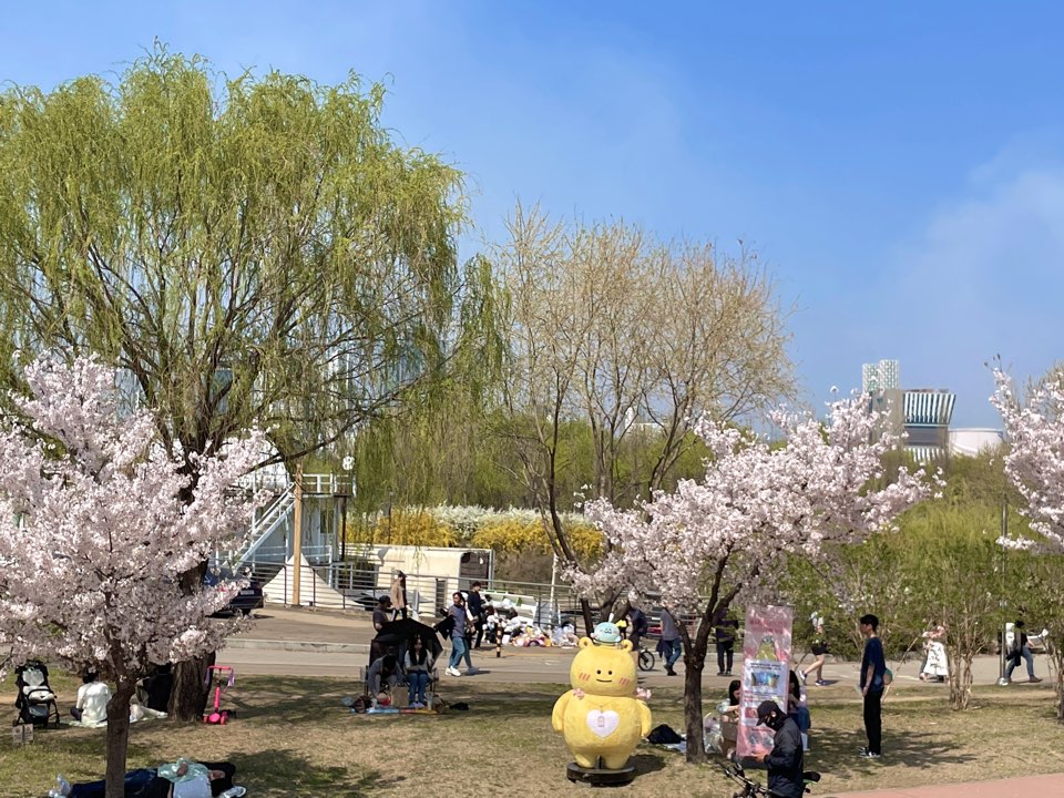 벚꽃