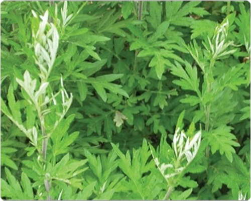 쑥국 맛있게 끓이는 법