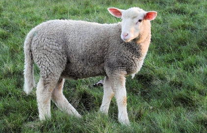 2025년 7월 양띠(생년별) 운세