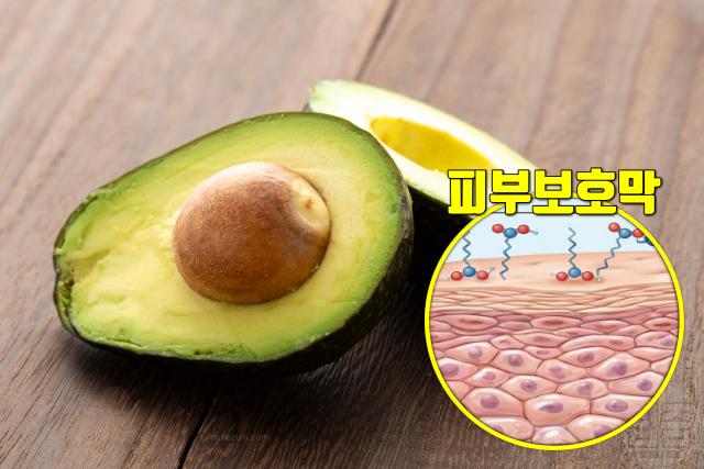 건성피부 좋은 음식 아보카도