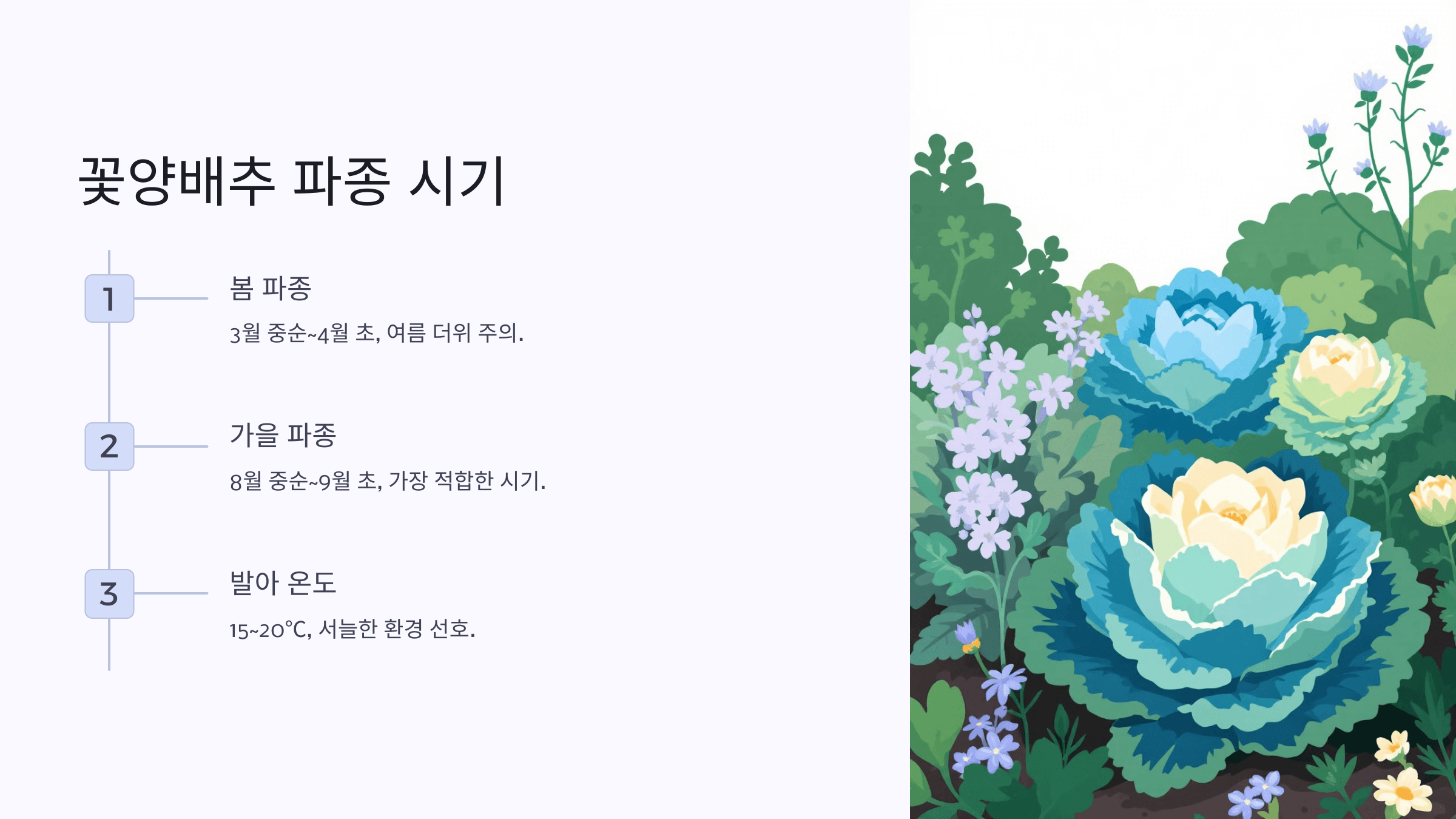 꽃양배추 사진입니다.