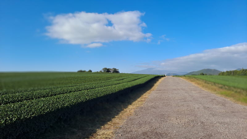 제주여행_성읍녹차마을