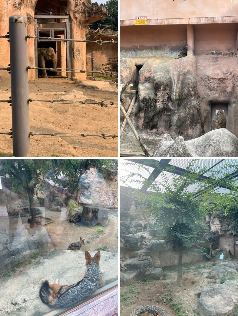 코끼리, 뱅갈고양이