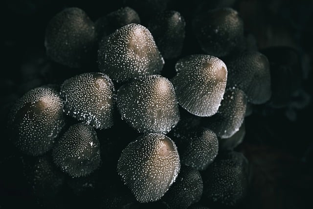 산림기술사