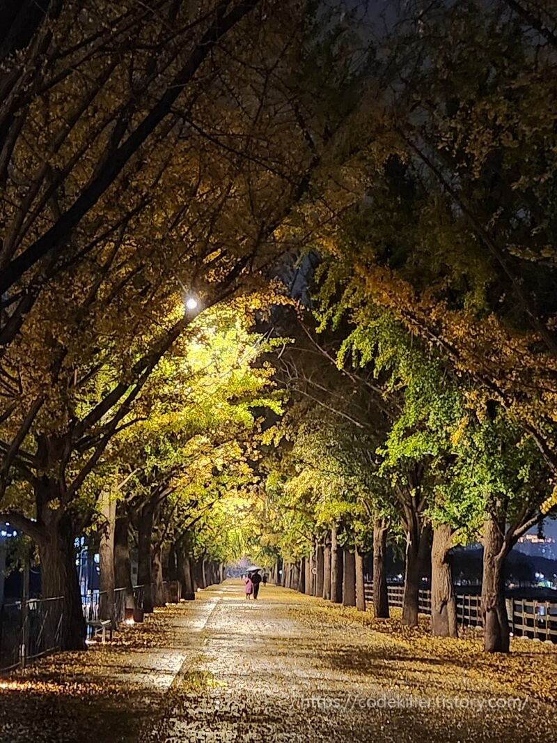 아산 곡교천 은행나무길