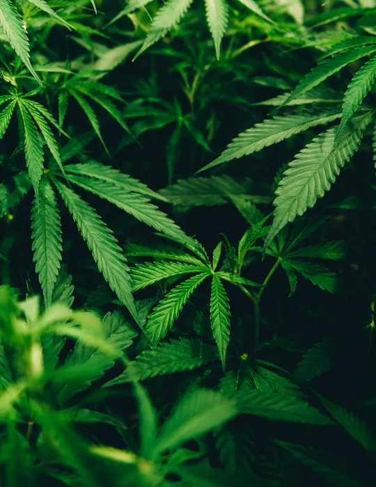 대마-사진