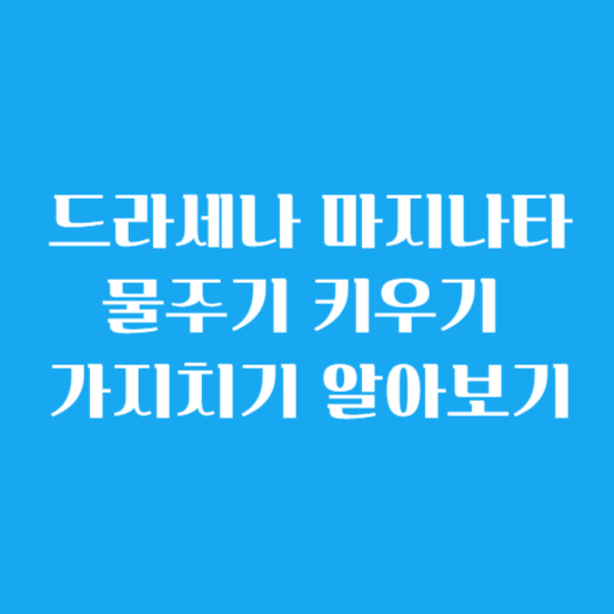 드라세나 마지나타 물주기 키우기 가지치기 알아보기