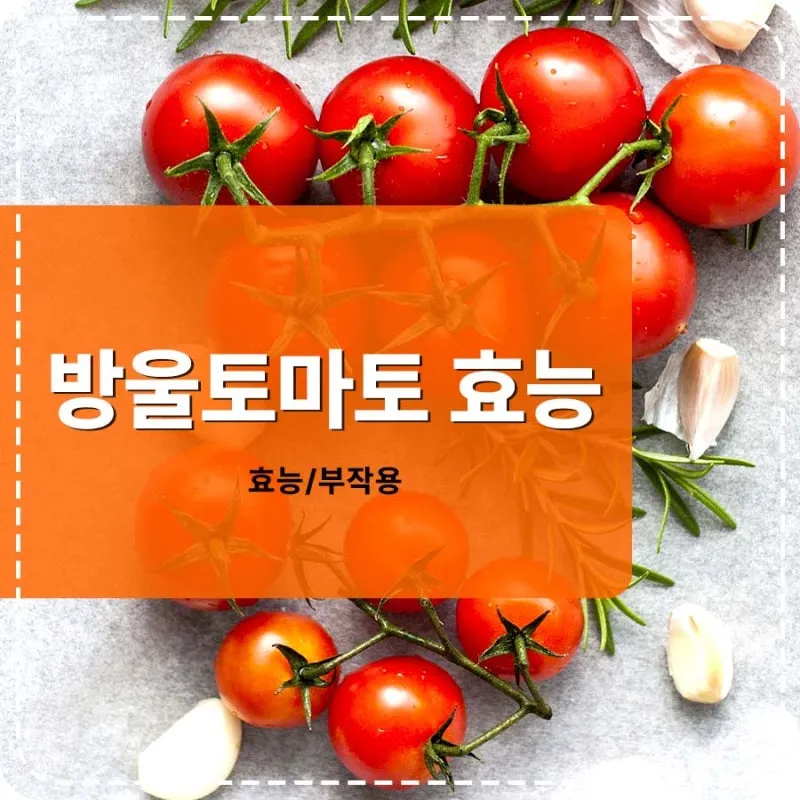 토마토 효능 항산화 작용과 피부건강 효과 정리_6