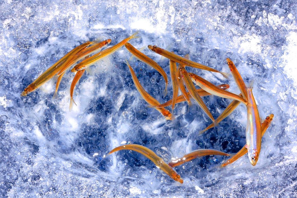 월컴투 동막골 안성 빙어축제